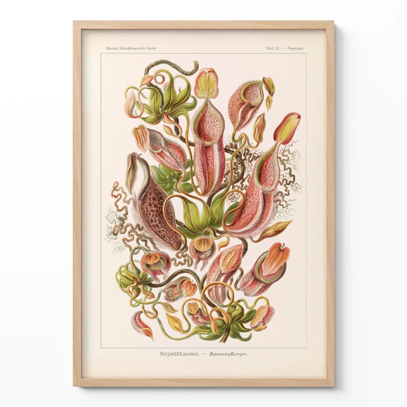 Ernst Haeckel Nepenthes botanical poster framed on white wall