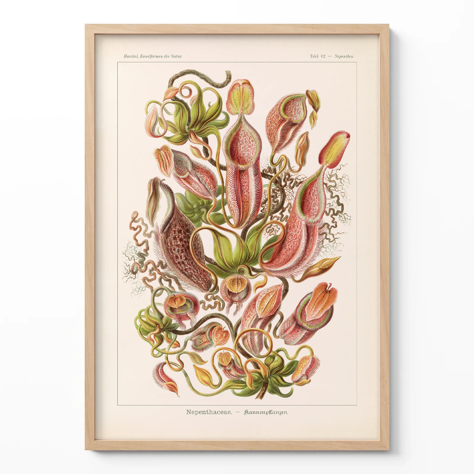 Nepenthes by Ernst Haeckel Poster – Botanical Print Ernst Haeckel Nepenthes botanical poster framed on white wall