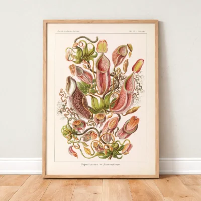 Ernst Haeckel Nepenthes botanical print framed on wooden floor