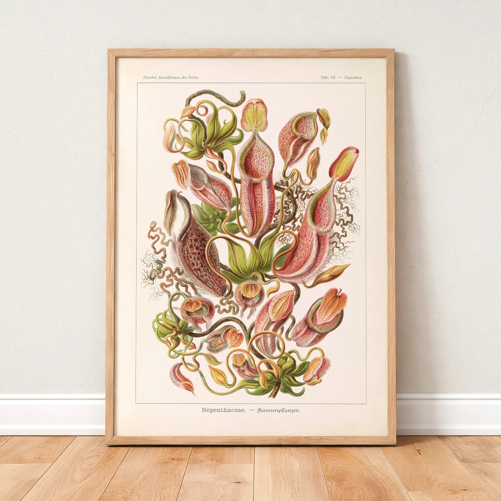 Nepenthes by Ernst Haeckel Poster – Botanical Print