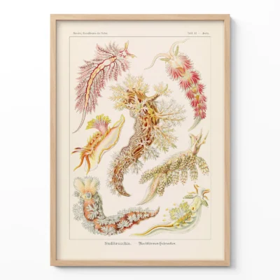 Vintage ocean poster Nudibranchia by Ernst Haeckel framed on white wall