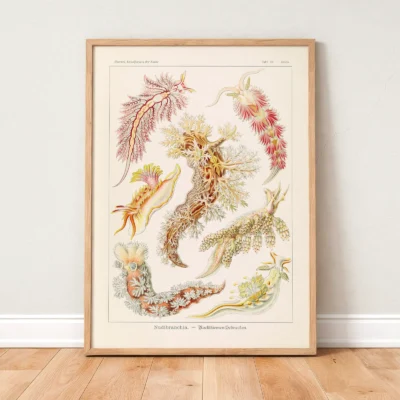 Vintage ocean poster Nudibranchia framed on wooden floor
