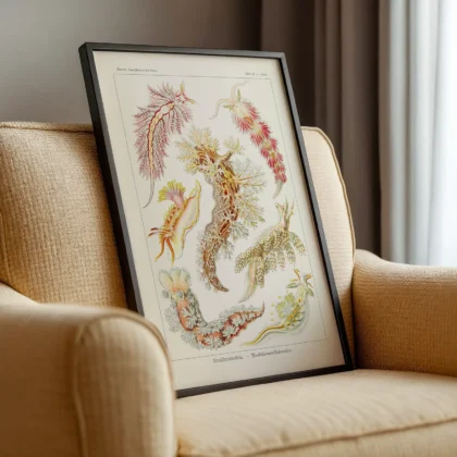 Nudibranchia Wall Art by Ernst Haeckel