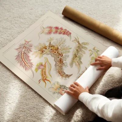 Vintage ocean poster Nudibranchia being unrolled on carpet