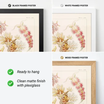 Vintage ocean poster Nudibranchia available in black white and wood frames