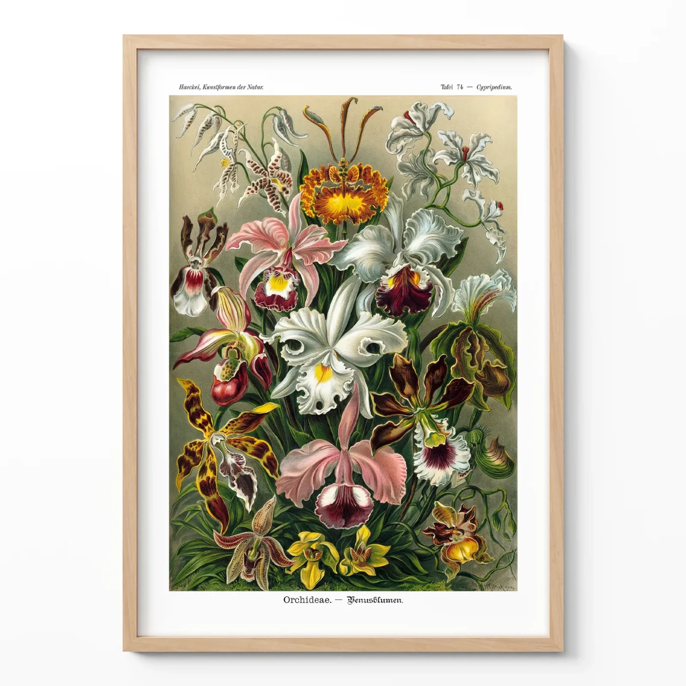 Orchid poster by Ernst Haeckel framed on white wall
