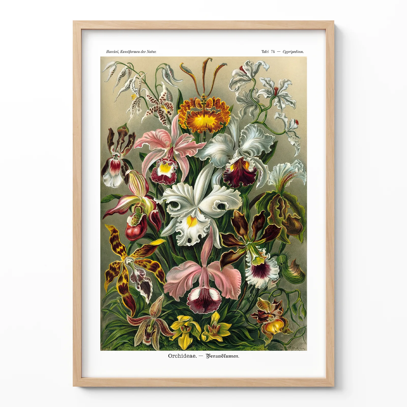 Ernst Haeckel Orchid Poster – Botanical Art Print Orchid poster by Ernst Haeckel framed on white wall