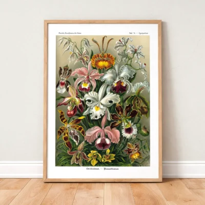 Orchid poster by Ernst Haeckel framed on wooden floor
