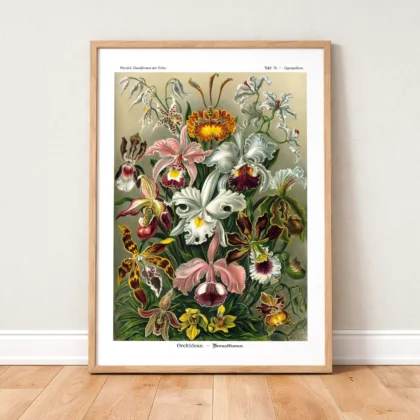 Orchideae Lilly Flowers by Ernst Haeckel