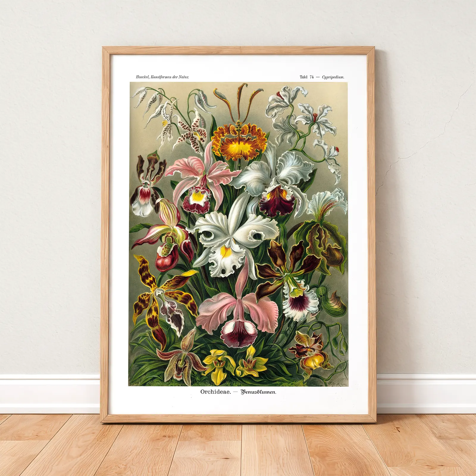Ernst Haeckel Orchid Poster – Botanical Art Print