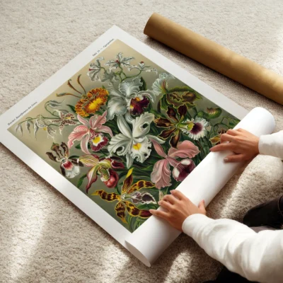 Orchid poster by Ernst Haeckel being unrolled on carpet