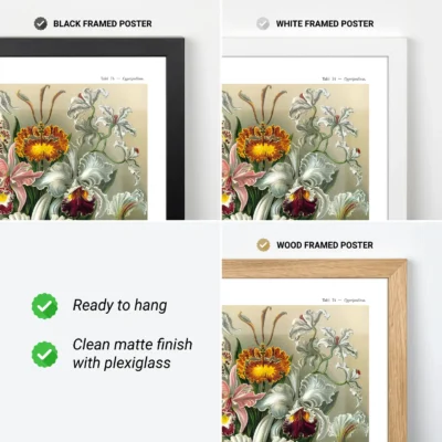 Orchid poster by Ernst Haeckel available in black white and wood frames