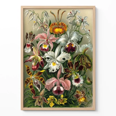 Ernst Haeckel poster Orchids botanical wall art framed on white wall