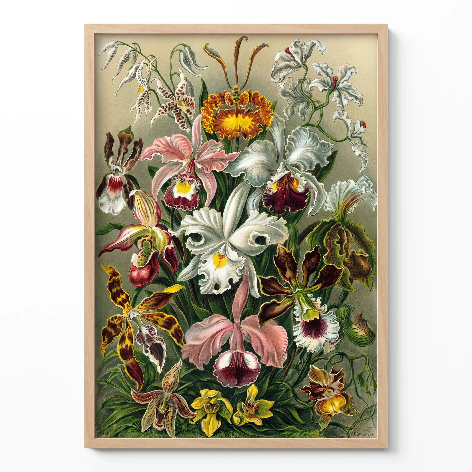 Orchids by Ernst Haeckel Poster – Botanical Wall Art Ernst Haeckel poster Orchids botanical wall art framed on white wall