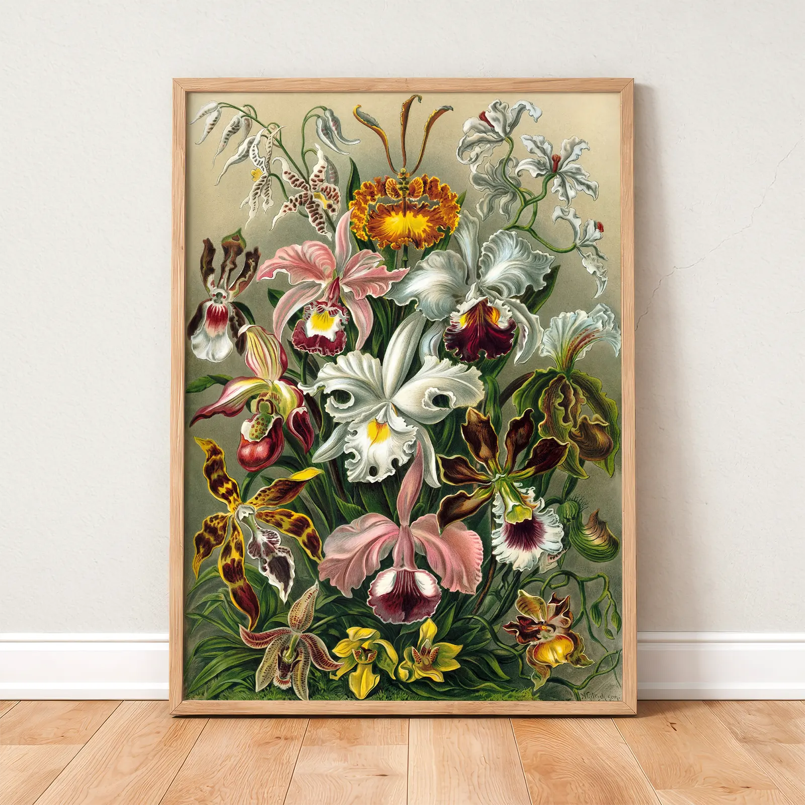 Orchids by Ernst Haeckel Poster – Botanical Wall Art