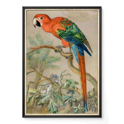 Vintage parrot print scarlet macaw poster in black frame on light wall background