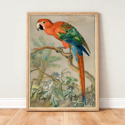Vintage parrot print scarlet macaw poster in wooden frame standing on floor