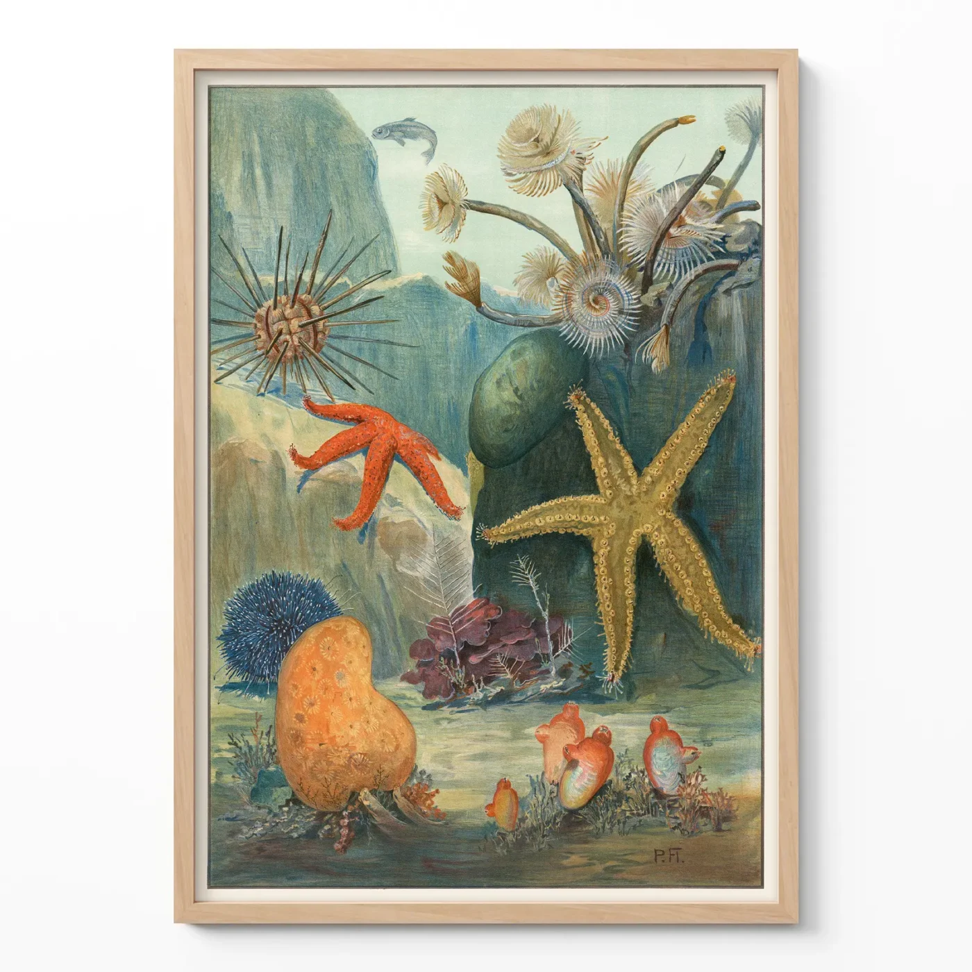 Marine life wall art starfish and sea urchins ocean poster in wooden frame