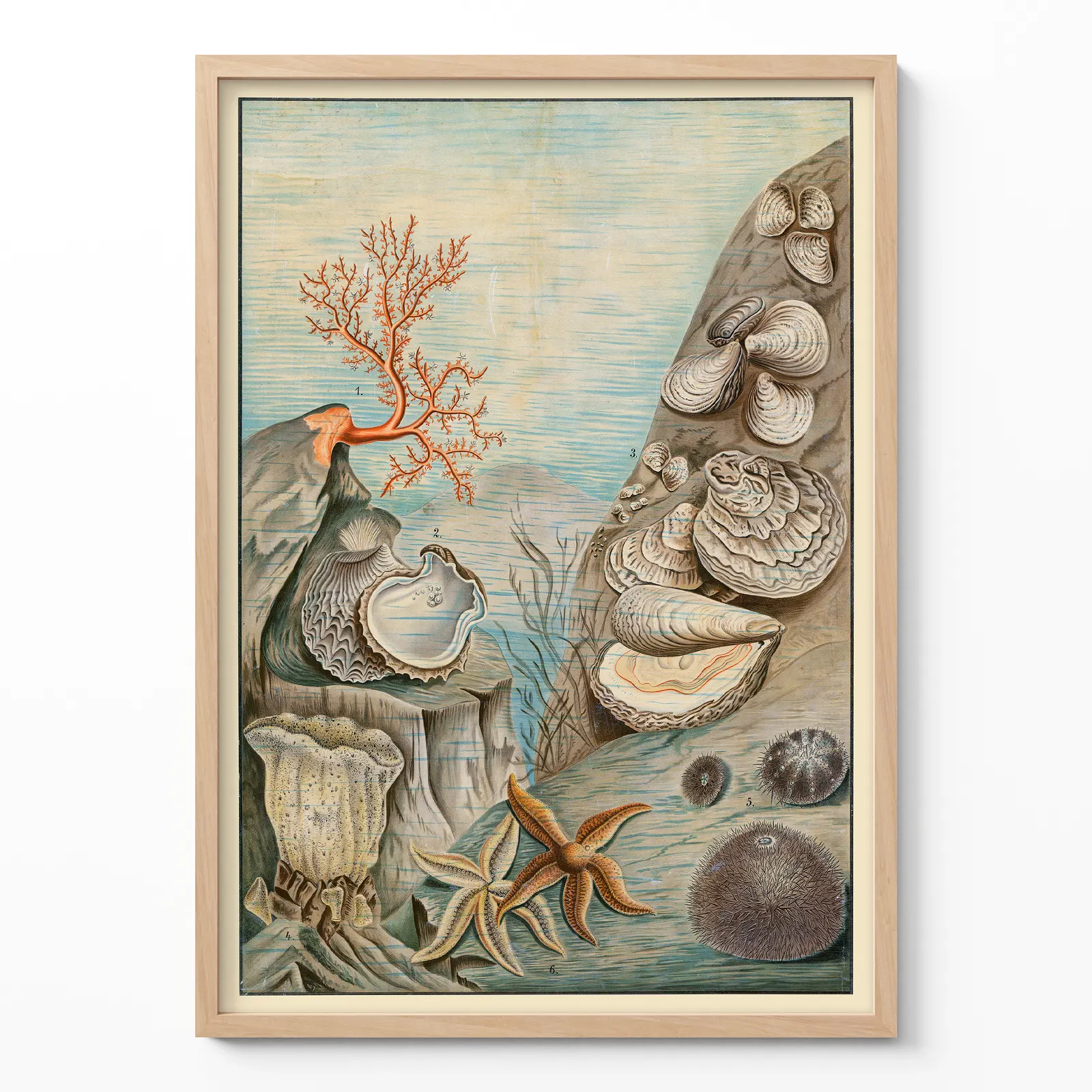 Coastal Wall Art – Vintage Oysters, Corals & Starfish Print Coastal wall art vintage oysters corals and starfish print in wooden frame