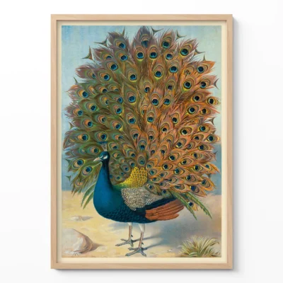 Peacock poster vintage bird wall art print in wooden frame on light wall