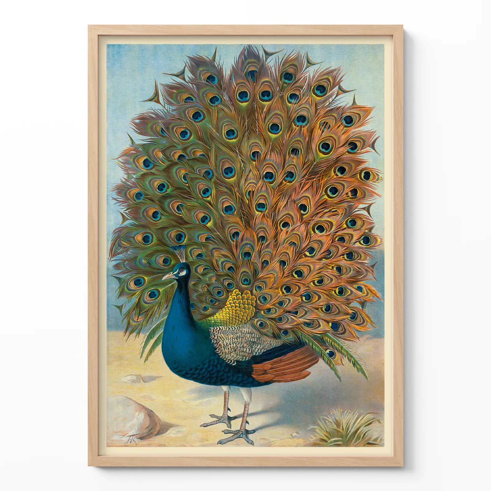 Peacock Poster – Vintage Bird Wall Art Print Peacock poster vintage bird wall art print in wooden frame on light wall