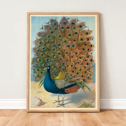 Peacock poster vintage bird print standing in wooden frame