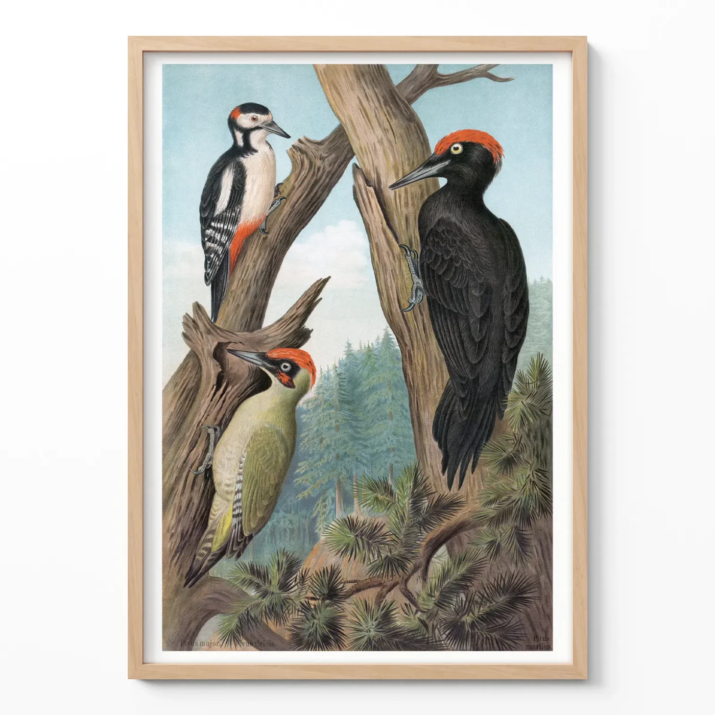 Woodpecker print vintage bird illustration poster in wooden frame on wall
