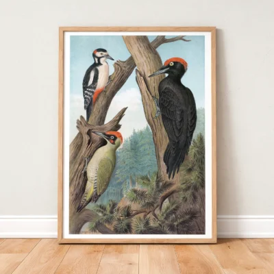 Woodpecker print vintage bird poster standing in wooden frame