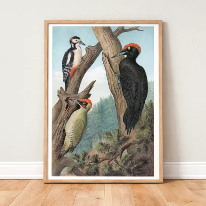 Woodpecker print vintage bird poster standing in wooden frame