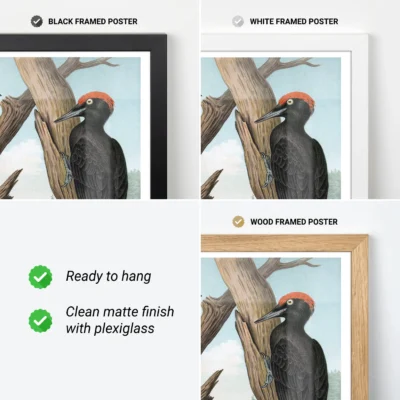 Woodpecker print vintage bird wall art frame options black white wood