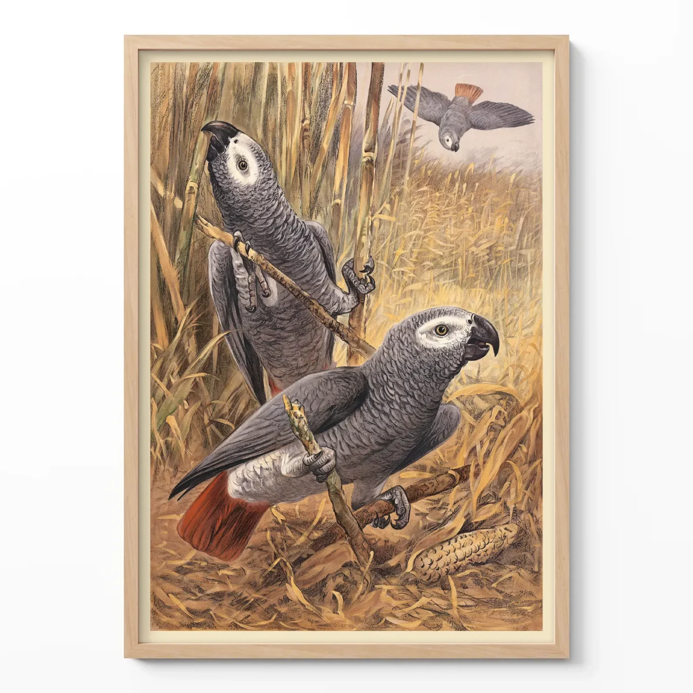 Parrot poster African grey vintage bird print in wooden frame on wall