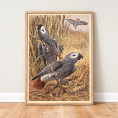 Parrot poster African grey vintage bird print standing in wooden frame
