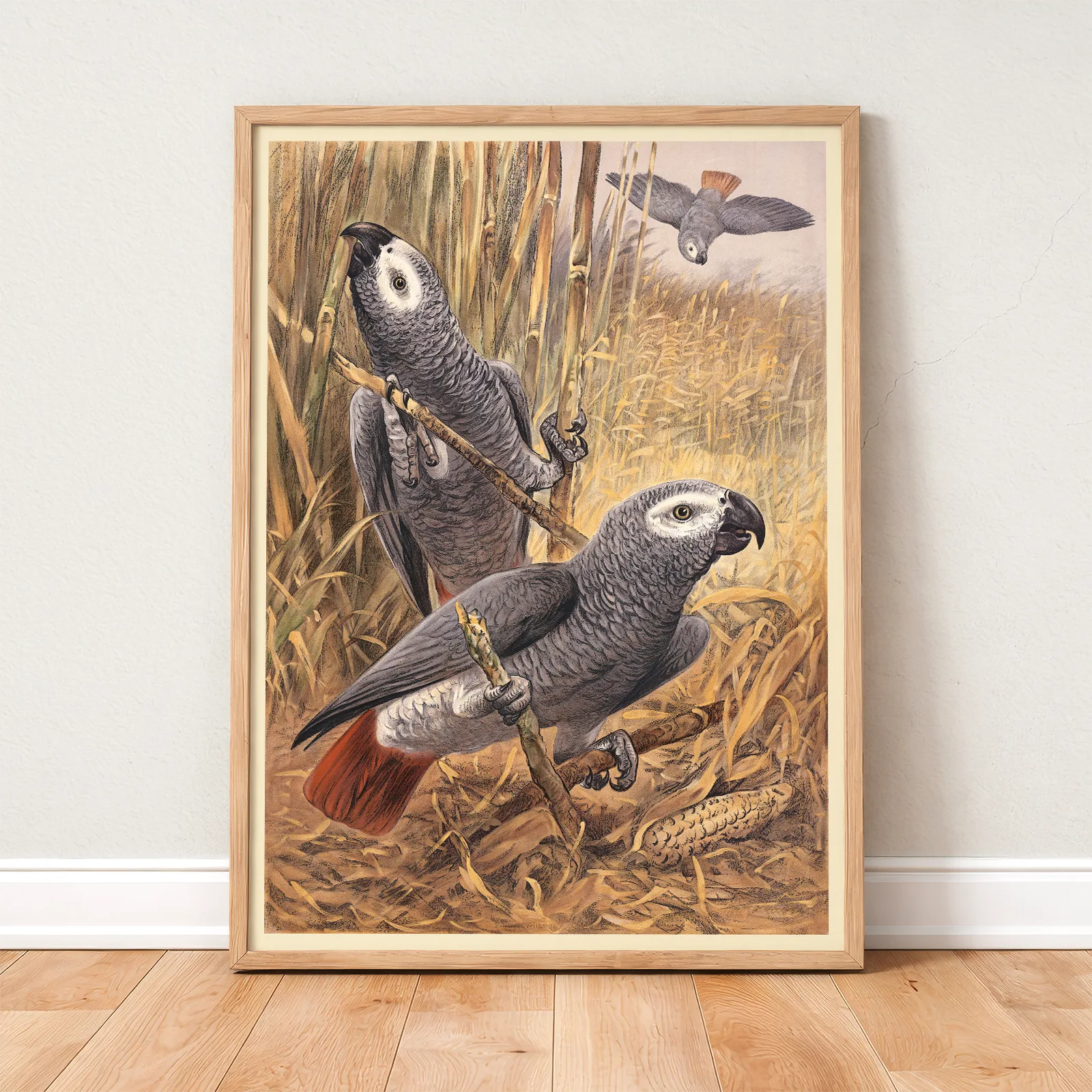 African Grey Parrot Poster – Vintage Bird Print African Grey Parrot Poster – Vintage Bird Print