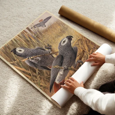 Parrot poster African grey vintage bird print being unrolled