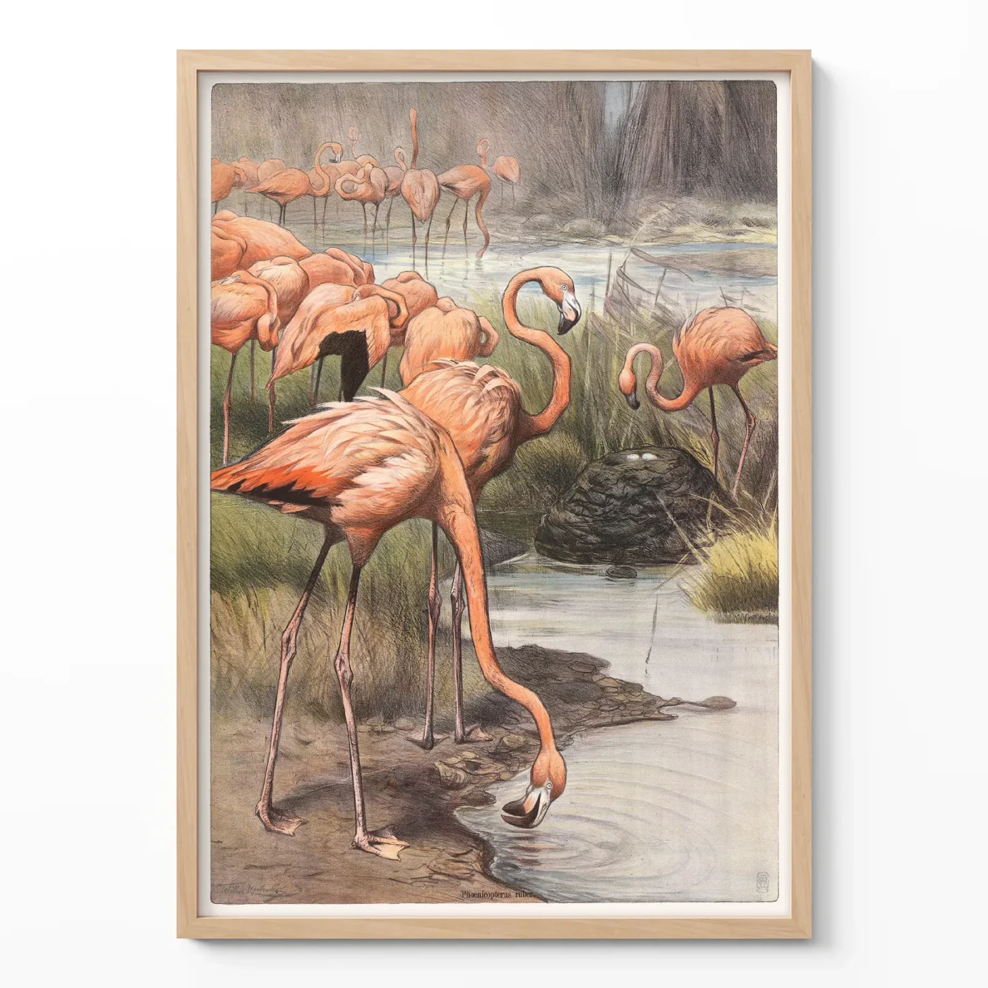 Flamingo print vintage bird wall art