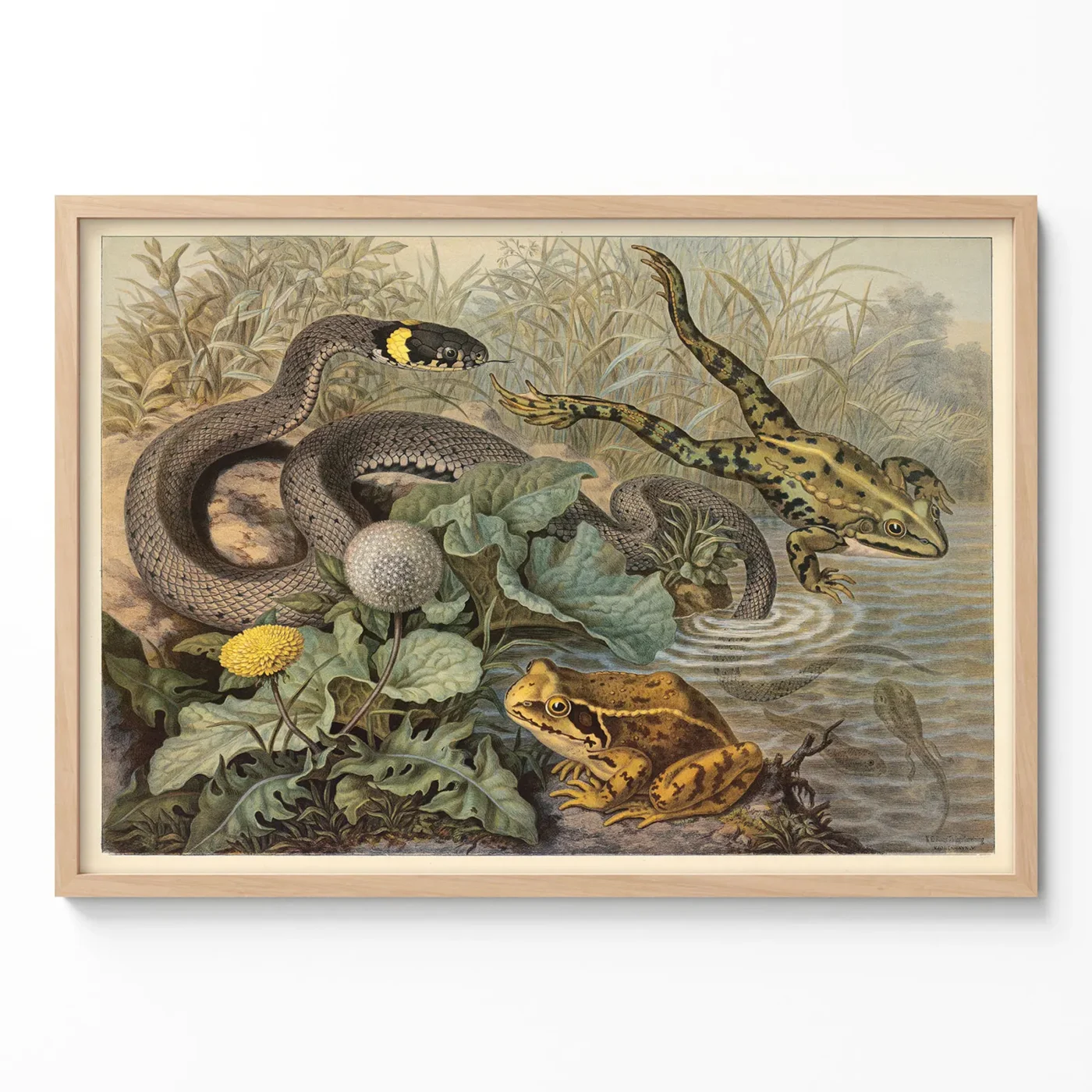 Frog poster vintage reptile wall art