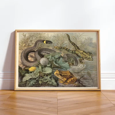 Frog poster antique wildlife wall decor