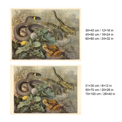 Frog poster antique wildlife wall art