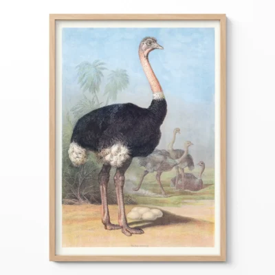 Ostrich print vintage bird wall art