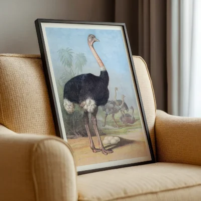Ostrich print vintage nature wall poster