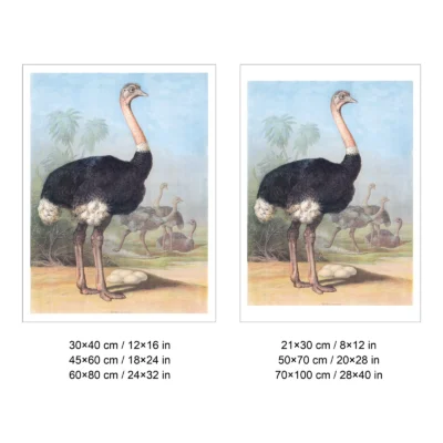 Ostrich print antique bird wall poster