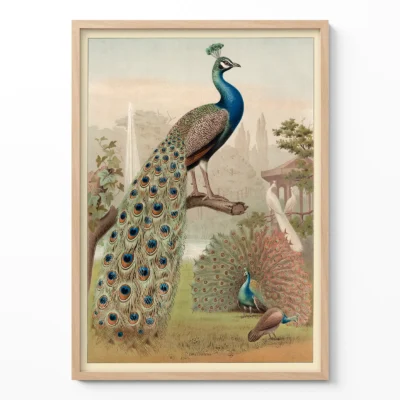 Peacock print vintage bird wall art