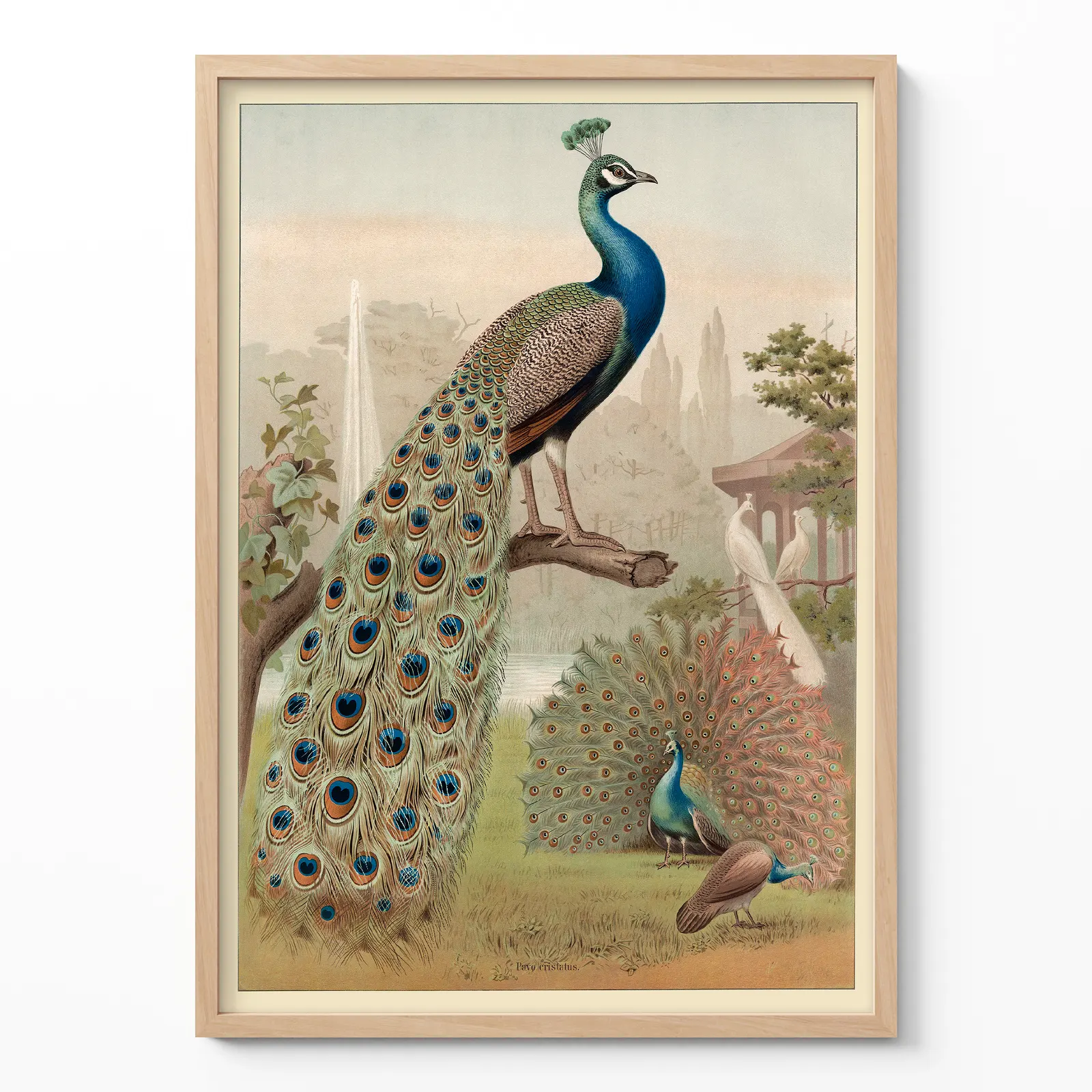 Peacock Print – Vintage Bird Wall Art Poster Peacock print vintage bird wall art