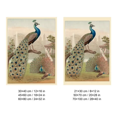 Peacock print antique bird wall poster