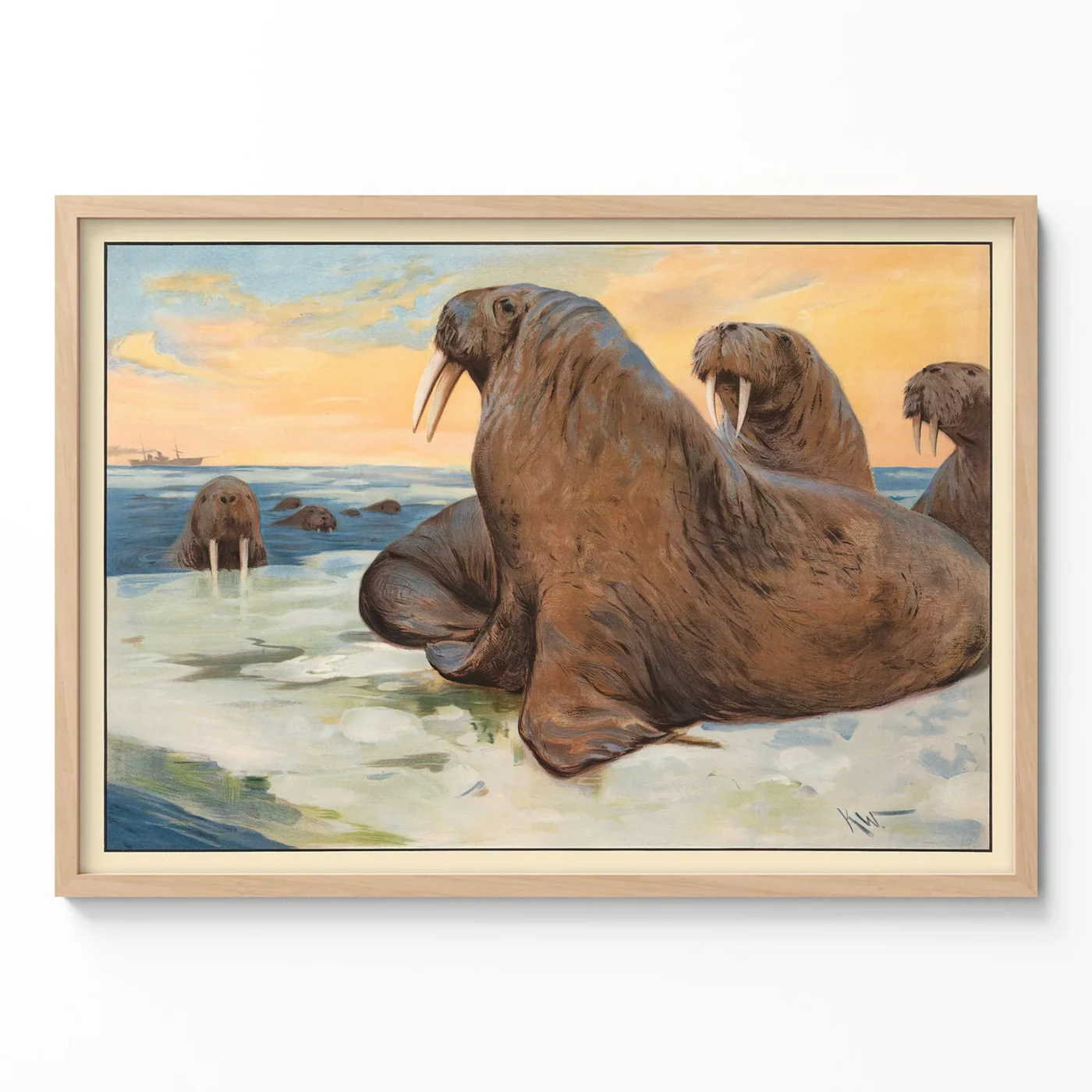 Walrus poster vintage arctic animal wall art in wooden frame on light wall