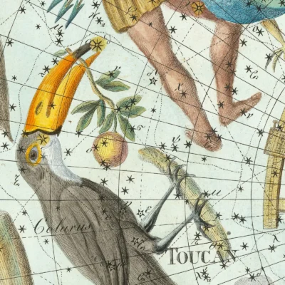 Phoenix constellation zodiac detail print