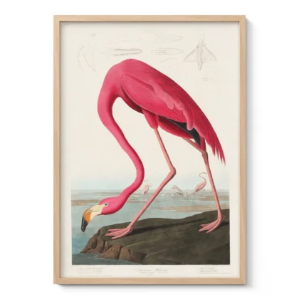 Audubon - Pink Flamingo from Birds of America Print