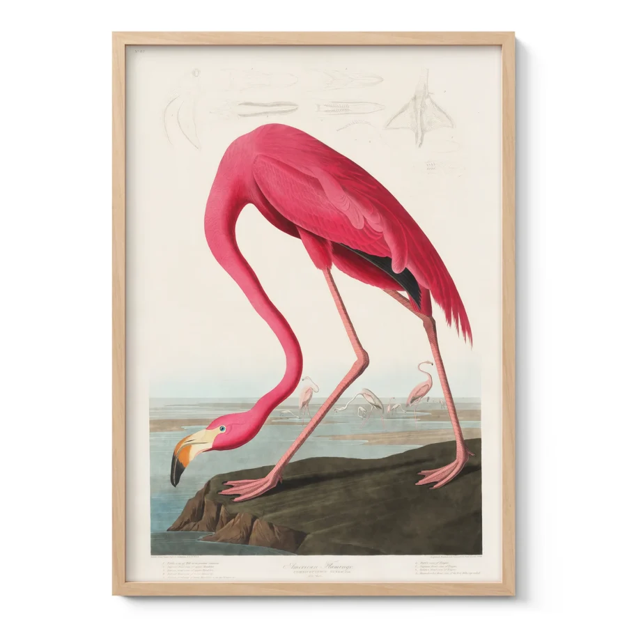 Audubon - Pink Flamingo from Birds of America Print