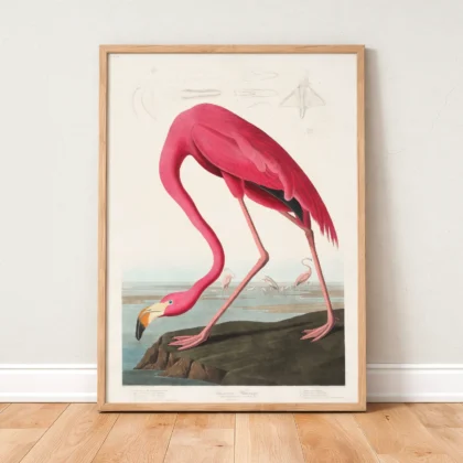 Audubon - Pink Flamingo from Birds of America Print