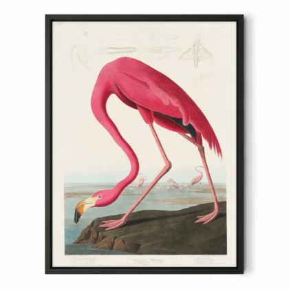 Audubon - Pink Flamingo from Birds of America Print